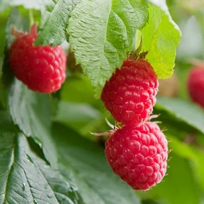 Малина МАРАВИЛЛА  Малина МАРАВИЛЛА в Дзержинске