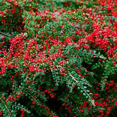 Кизильник горизонтальный  Кизильник горизонтальный в Дзержинске