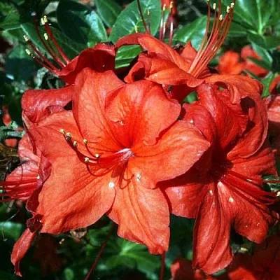 Азалия ДОЛОРОСО листопадная  Азалия ДОЛОРОСО листопадная в Дзержинске