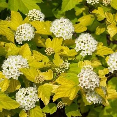 Пузыреплодник ДАРТС ГОЛД  Пузыреплодник ДАРТС ГОЛД в Дзержинске