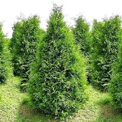 Туя БРАБАНТ западная  Туя БРАБАНТ западная в Дзержинске