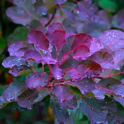 Скумпия ГРЕЙС  Скумпия ГРЕЙС в Дзержинске
