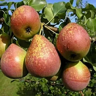 Груша МРАМОРНАЯ  Груша МРАМОРНАЯ в Дзержинске