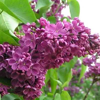 Сирень ДЕНЬ ПОБЕДЫ  Сирень ДЕНЬ ПОБЕДЫ в Дзержинске