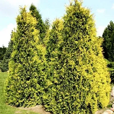 Туя САЛЛАНД западная  Туя САЛЛАНД западная в Дзержинске