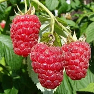 Малиновое дерево ТАРУСА  Малиновое дерево ТАРУСА в Дзержинске