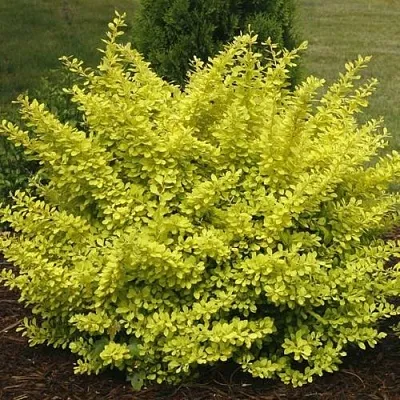 Барбарис АУРЕА тунберга  Барбарис АУРЕА тунберга в Дзержинске