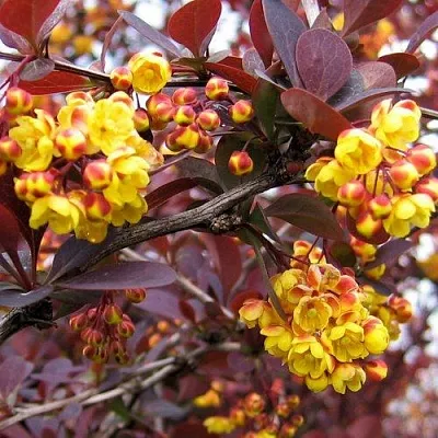 Барбарис СУПЕРБА оттавский   Барбарис СУПЕРБА оттавский  в Дзержинске