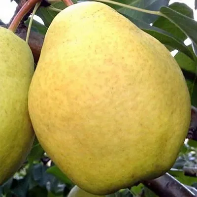 Груша ОСЕННИЙ ВЕЛИКАН  Груша ОСЕННИЙ ВЕЛИКАН в Дзержинске