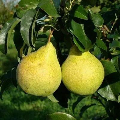 Груша ПРОСТО МАРИЯ  Груша ПРОСТО МАРИЯ в Дзержинске