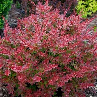 Барбарис ГОЛДЕН РИНГ тунберга  Барбарис ГОЛДЕН РИНГ тунберга в Дзержинске