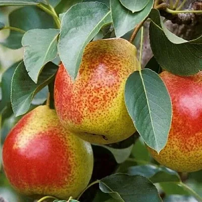 Груша ГОРНАЯ КРАСАВИЦА  Груша ГОРНАЯ КРАСАВИЦА в Дзержинске