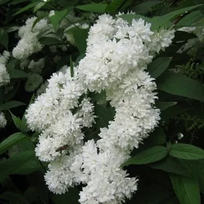 Дейция КАНДИДИССИМА шершавая  Дейция КАНДИДИССИМА шершавая в Дзержинске