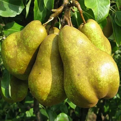 Груша СИЛЬВА  Груша СИЛЬВА в Дзержинске