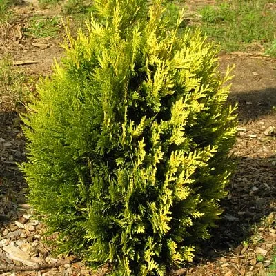 Туя КОППЕР ГОЛД западная  Туя КОППЕР ГОЛД западная в Дзержинске