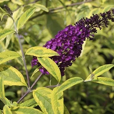 Буддлея давида САНТАНА   Буддлея давида САНТАНА  в Дзержинске