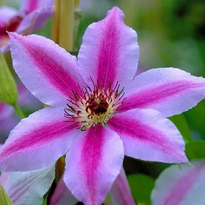 Клематис НЕЛЛИ МОЗЕР  Клематис НЕЛЛИ МОЗЕР в Дзержинске