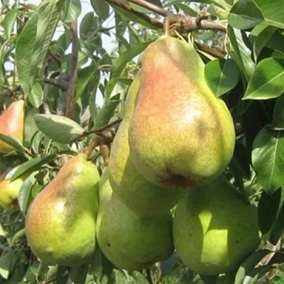 саженцы груши саженцы груши