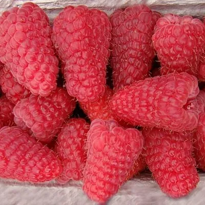 Саженцы малины Лячка (Ляшка) Саженцы малины Лячка (Ляшка)