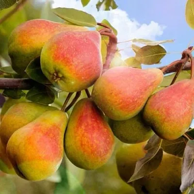 Груша ЗАБАВА  Груша ЗАБАВА в Дзержинске