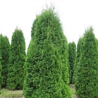 Туя КОЛУМНА западная  Туя КОЛУМНА западная в Дзержинске