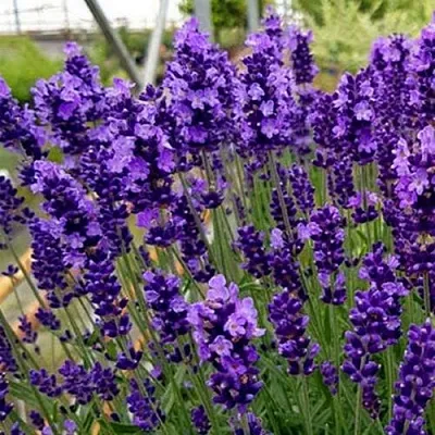 Лаванда ХИДКОТ БЛЮ узколистная  Лаванда ХИДКОТ БЛЮ узколистная в Дзержинске