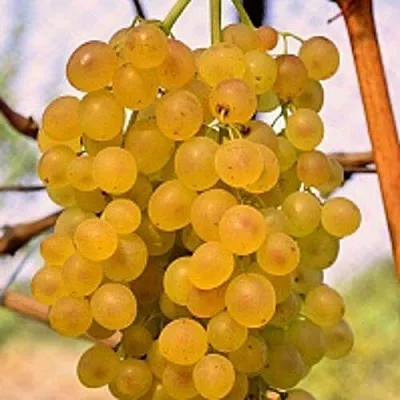 Виноград КИШМИШ КОКТЕЙЛЬ  Виноград КИШМИШ КОКТЕЙЛЬ в Дзержинске