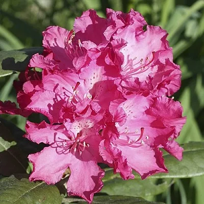 саженцы рододендрона саженцы рододендрона