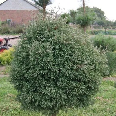 Туя вересковидная  Туя вересковидная в Дзержинске