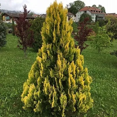 Туя ЕЛЛОУ РИББОН западная  Туя ЕЛЛОУ РИББОН западная в Дзержинске