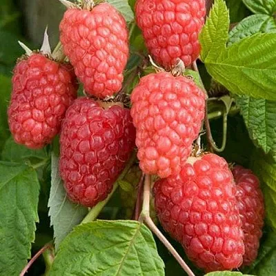 Малина КАСКАД ДЕЛАЙТ  Малина КАСКАД ДЕЛАЙТ в Дзержинске