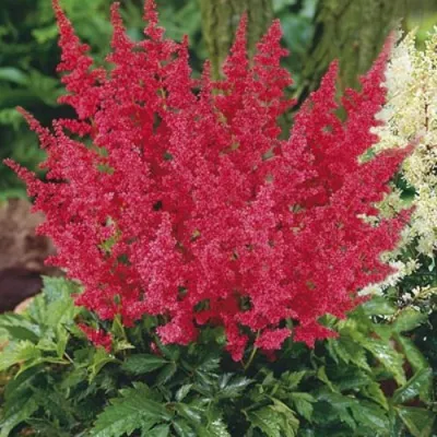 Астильба МОНТГОМЕРИ японская в Дзержинске