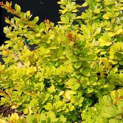 Барбарис СЕНСЕЙШЕН тунберга  Барбарис СЕНСЕЙШЕН тунберга в Дзержинске