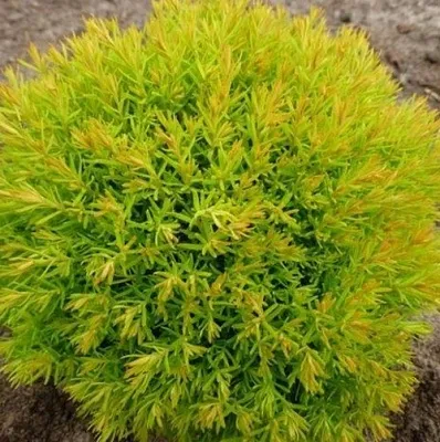 Туя АННИЕК западная  Туя АННИЕК западная в Дзержинске