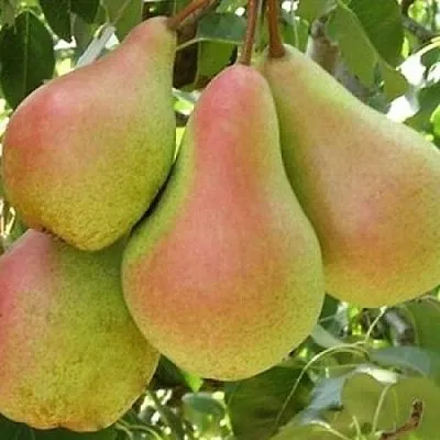 Груша ЛЕСНАЯ КРАСАВИЦА  Груша ЛЕСНАЯ КРАСАВИЦА в Дзержинске