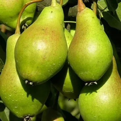 Саженцы груши Аннушка Саженцы груши Аннушка