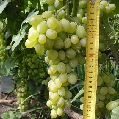 Виноград АНАНАСНЫЙ РАННИЙ  Виноград АНАНАСНЫЙ РАННИЙ в Дзержинске