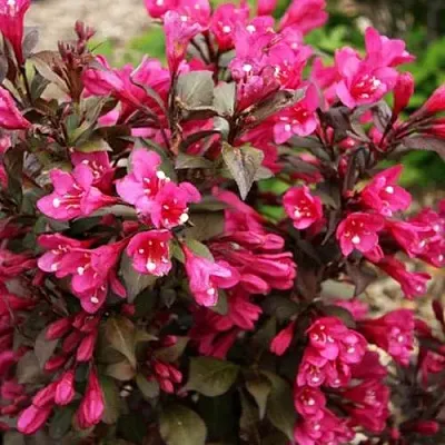 Вейгела БЛЭК РУБИ  Вейгела БЛЭК РУБИ в Дзержинске