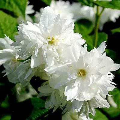 Жасмин ДАМ БЛАНШ  Жасмин ДАМ БЛАНШ в Дзержинске