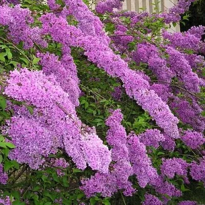 Сирень КИТАЙСКАЯ  Сирень КИТАЙСКАЯ в Дзержинске