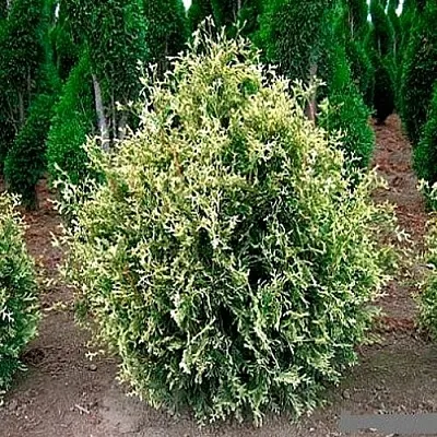 Туя ГОЛД ПЕРЛ западная  Туя ГОЛД ПЕРЛ западная в Дзержинске