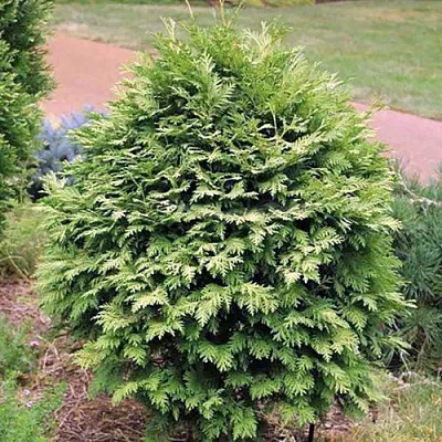 Туя ВАРЕАНА ЛЮТЕСЦЕНС западная  Туя ВАРЕАНА ЛЮТЕСЦЕНС западная в Дзержинске