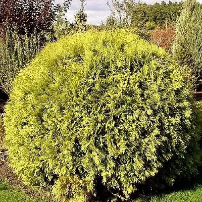 Туя ГЛОБОЗА АУРЕА западная  Туя ГЛОБОЗА АУРЕА западная в Дзержинске