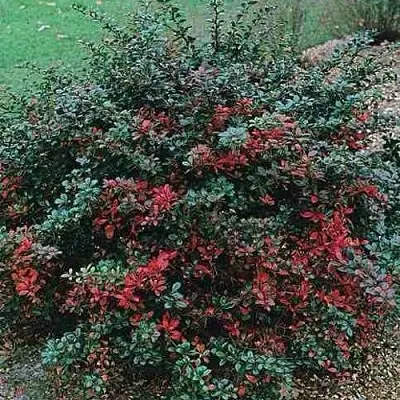 Барбарис РЕД ДЖЕВЕЛ средний   Барбарис РЕД ДЖЕВЕЛ средний  в Дзержинске