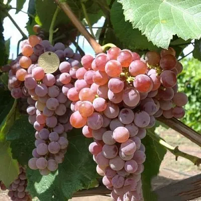 Виноград РИЛАЙНС ПИНК СИДЛИС  Виноград РИЛАЙНС ПИНК СИДЛИС в Дзержинске