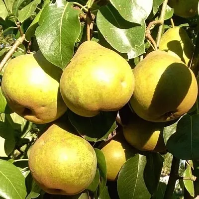 Саженцы груши Платоновская Саженцы груши Платоновская