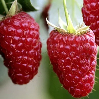 Саженцы малины Гигант рубиновый Саженцы малины Гигант рубиновый