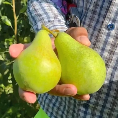 саженцы груши саженцы груши