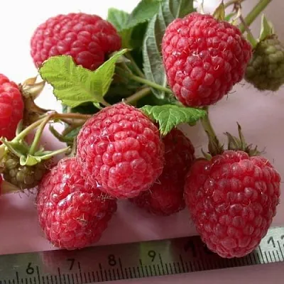 Малина ремонтантная Примара Малина ремонтантная Примара