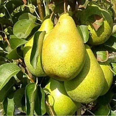 Груша ПАТТЕН (ГЛУБОКСКАЯ)  Груша ПАТТЕН (ГЛУБОКСКАЯ) в Дзержинске